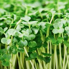 Fresh Cut Microgreens – Nutrient Pack (100g)