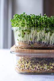 Fresh Cut Microgreens – Nutrient Pack (100g)