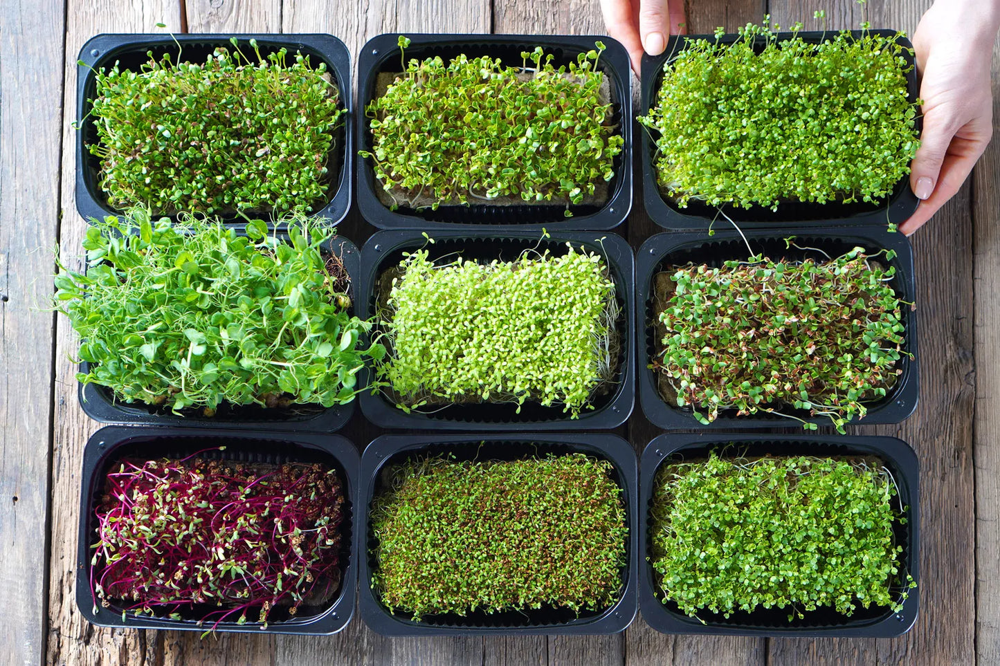 Fresh Cut Microgreens – Nutrient Pack (100g)